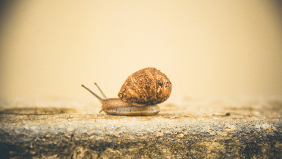 A snail moving.