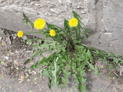 Dandelions growing out between a concrete curb and street