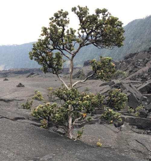 Tree growing out of a rockface