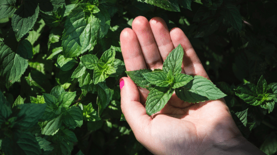 Person holding some leaves from a Mint plant below