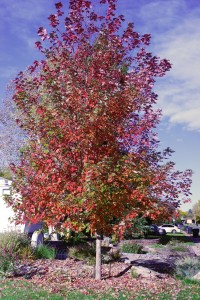 RobinsTree