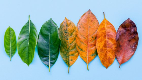 leaves changing color leading through change