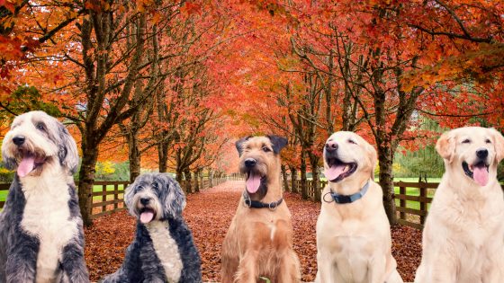 dogs in conversation